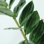 Zamioculcas zamiifolia - 2 plants - ø14cm - ↕50cm