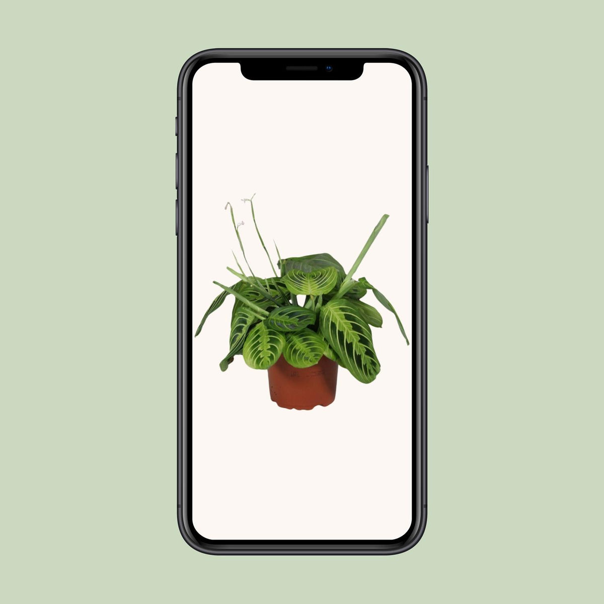 Maranta leuconeura 'Fascinator Lemon Lime' - Ø12cm - ↕30cm
