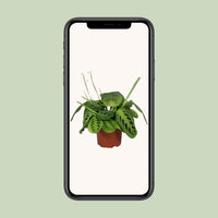 Maranta leuconeura 'Fascinator Lemon Lime' - Ø12cm - ↕30cm