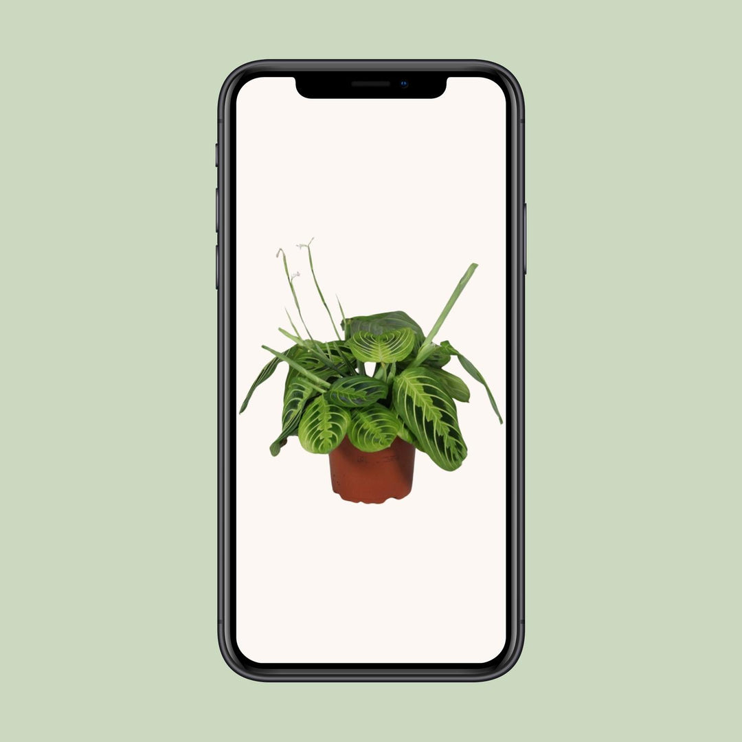 Maranta leuconeura 'Fascinator Lemon Lime' - Ø12cm - ↕30cm
