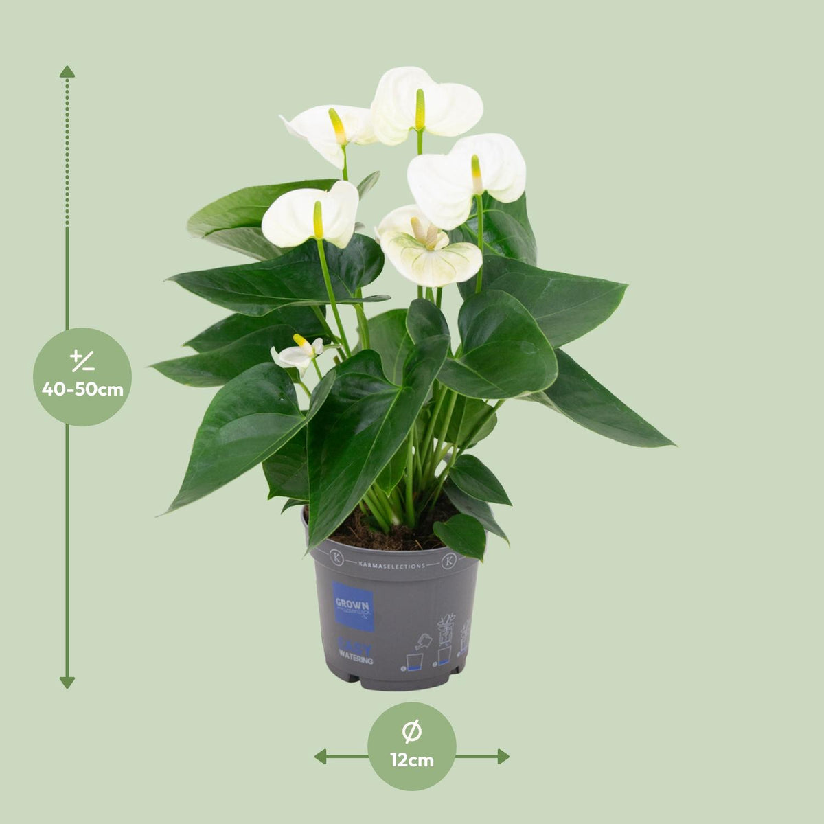 Anthurium andraeanum Bianco - Ø12cm - ↕45cm