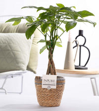 Pachira Aquatica (Money Tree) In P&PURE Basket - Ø12cm - ↕45cm