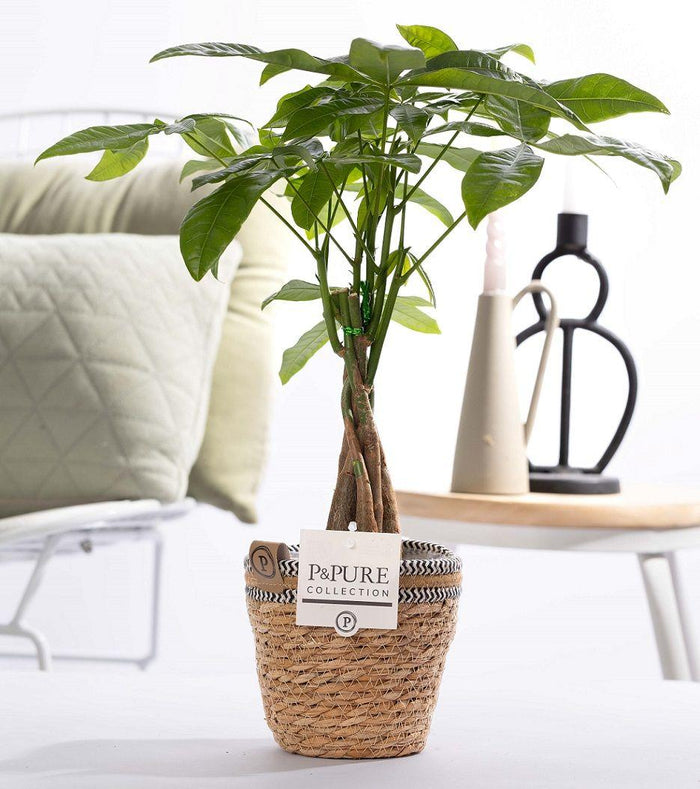 Pachira Aquatica (Money Tree) In P&PURE Basket - Ø12cm - ↕45cm