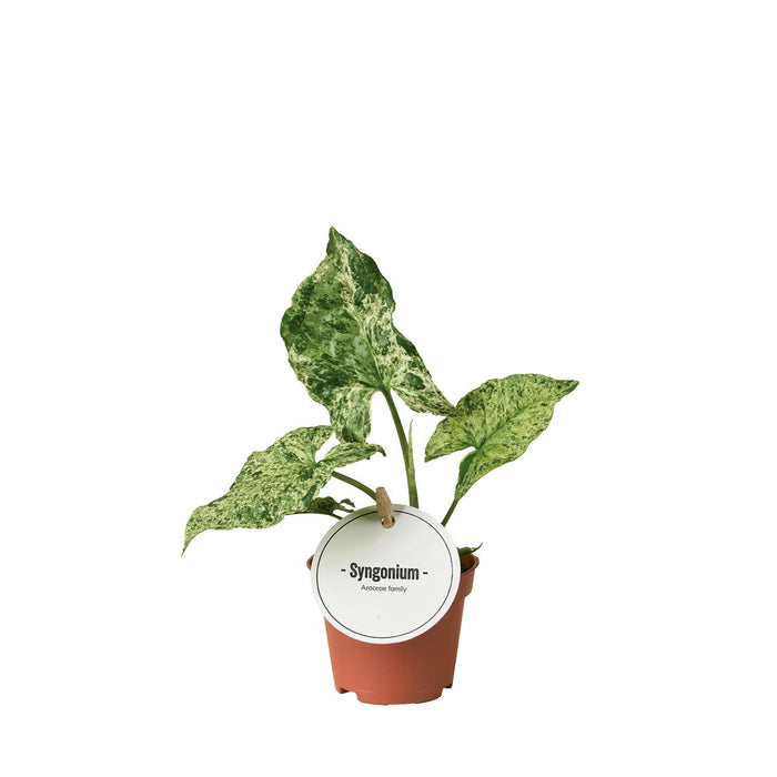 Syngonium podophyllum 'Mottled' - Ø6cm - ↕15cm