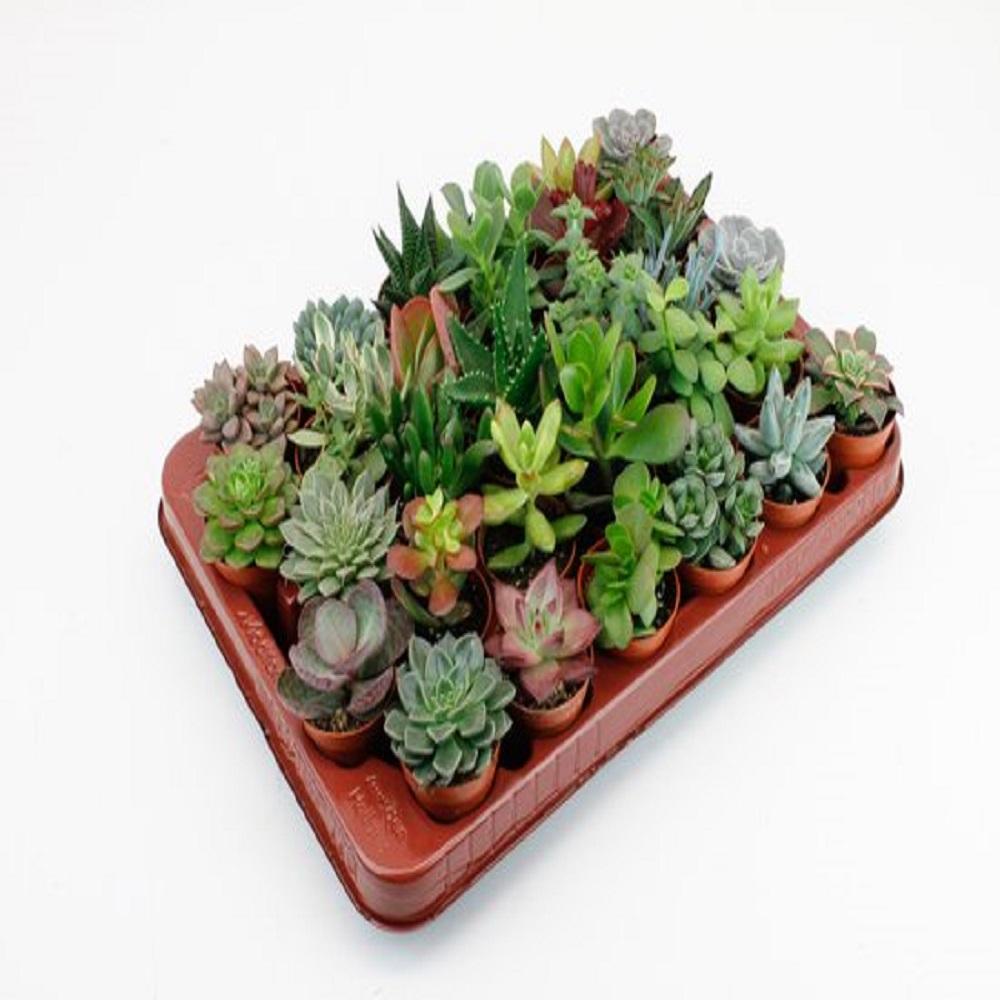 Set di piante succulente - 30 piante - Ø5,5cm