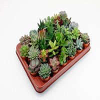 Set di piante succulente - 30 piante - Ø5,5cm