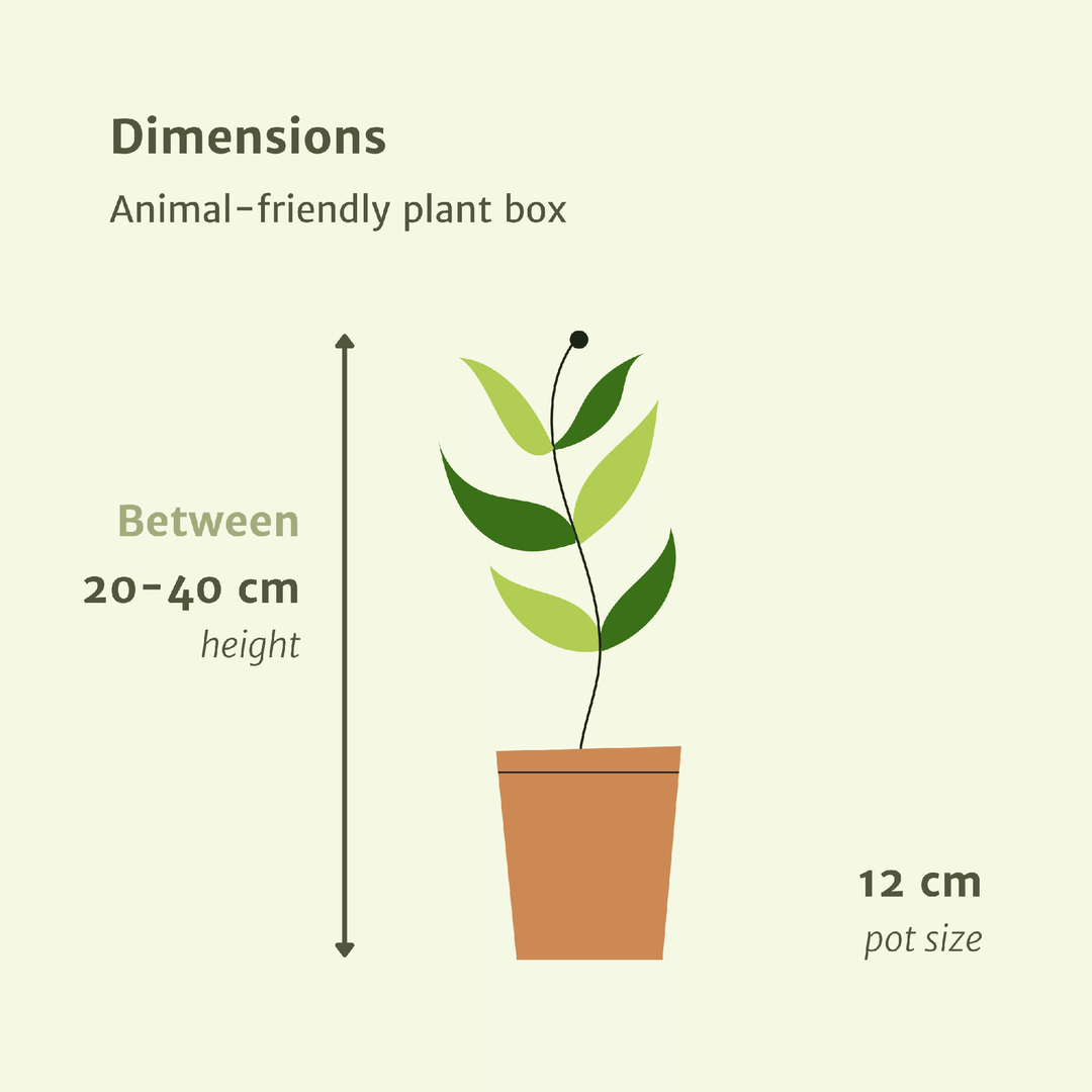 Animal-Friendly Plant Box - 4 plants - Ø12cm - ↕20-40cm