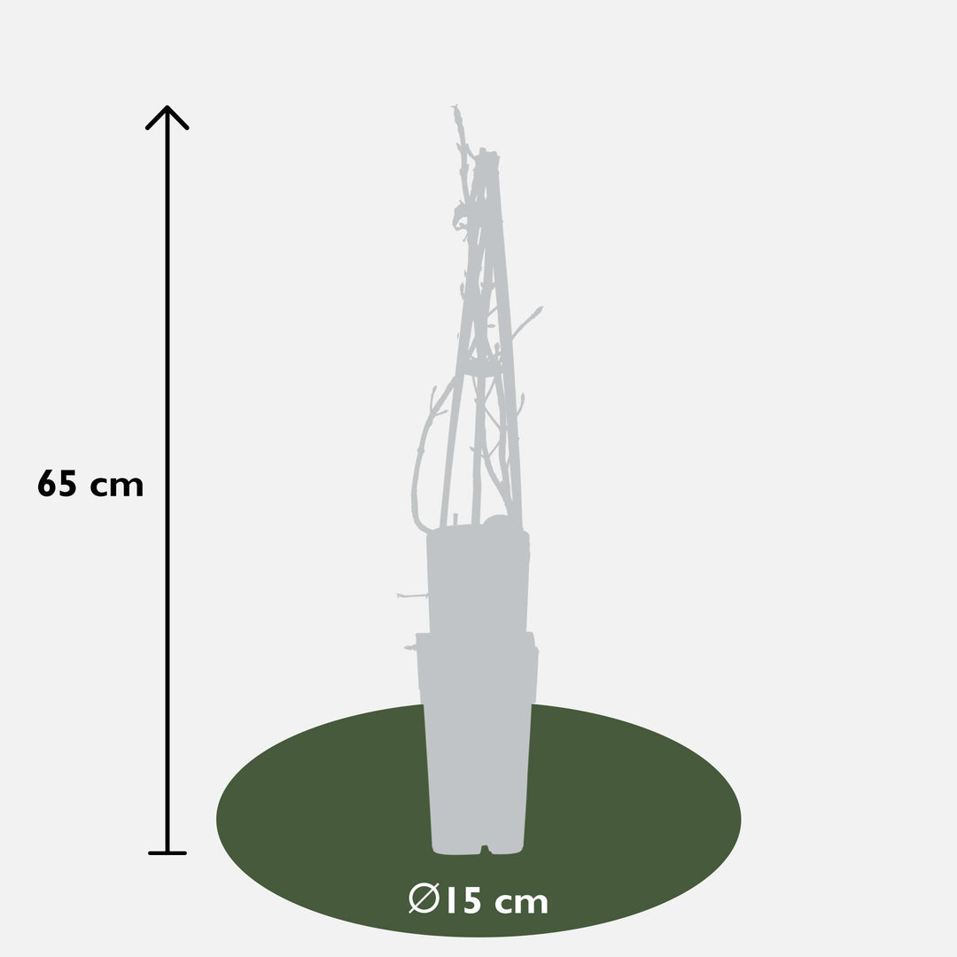 Hydrangea petiolaris - 3 plants - ↨65cm - Ø15