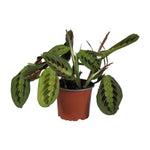 Load image into Gallery viewer, Maranta leuconeura 'Fascinator' - Ø12cm - ↕30cm