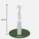 Load image into Gallery viewer, Passiflora &#39;Purple Haze&#39; - 3 pieces - ↨65cm - Ø15
