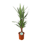 Load image into Gallery viewer, Yucca - Ø21cm - ↕90cm
