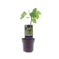 Ficus carica 'Panaché' - Ø15cm - ↕40cm