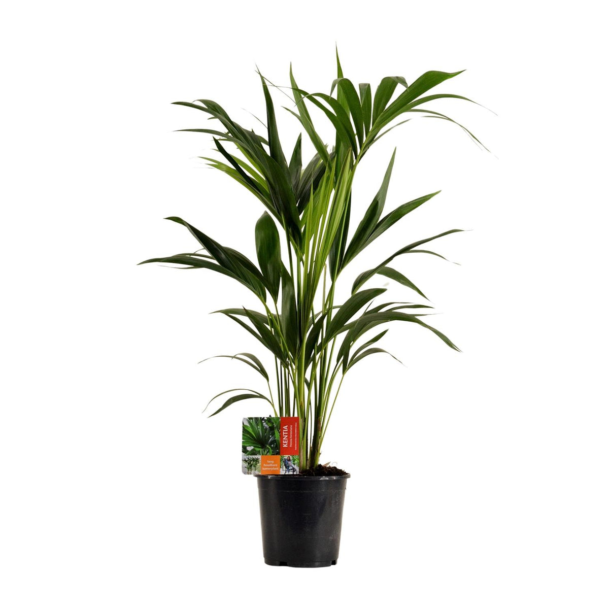 Howea Forsteriana (Kentia) - Ø19cm - ↕100cm