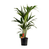 Howea Forsteriana (Kentia) - Ø19cm - ↕100cm