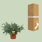 Carica l'immagine nel visualizzatore Galleria, Phlebodium Blue Star - Ø26cm - ↕80cm