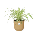 Load image into Gallery viewer, Chlorophytum comosum variegatum in ELHO Vibes Fold Pot, Yellow, Ø14cm - ↕15cm