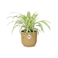 Chlorophytum comosum variegatum in Vaso ELHO Vibes Fold, Giallo, Ø14cm - ↕15cm