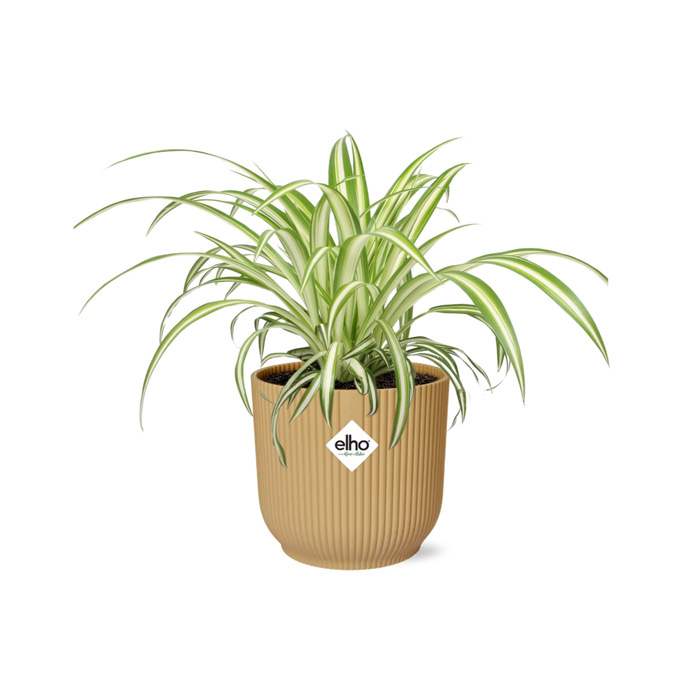 Chlorophytum comosum variegatum in ELHO Vibes Fold Pot, Yellow, Ø14cm - ↕15cm