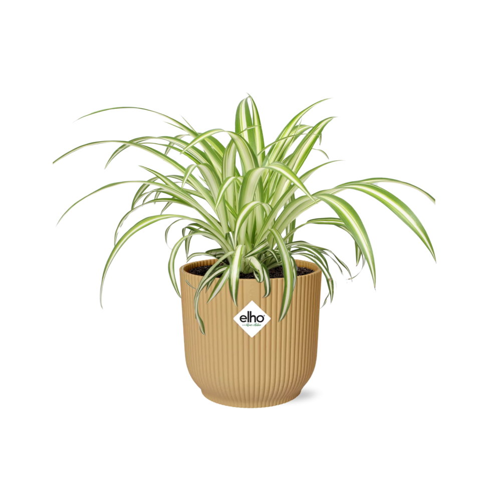 Chlorophytum comosum variegatum in ELHO Vibes Fold Pot, Yellow, Ø14cm - ↕15cm