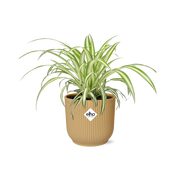 Chlorophytum comosum variegatum in ELHO Vibes Fold Pot, Yellow, Ø14cm - ↕15cm