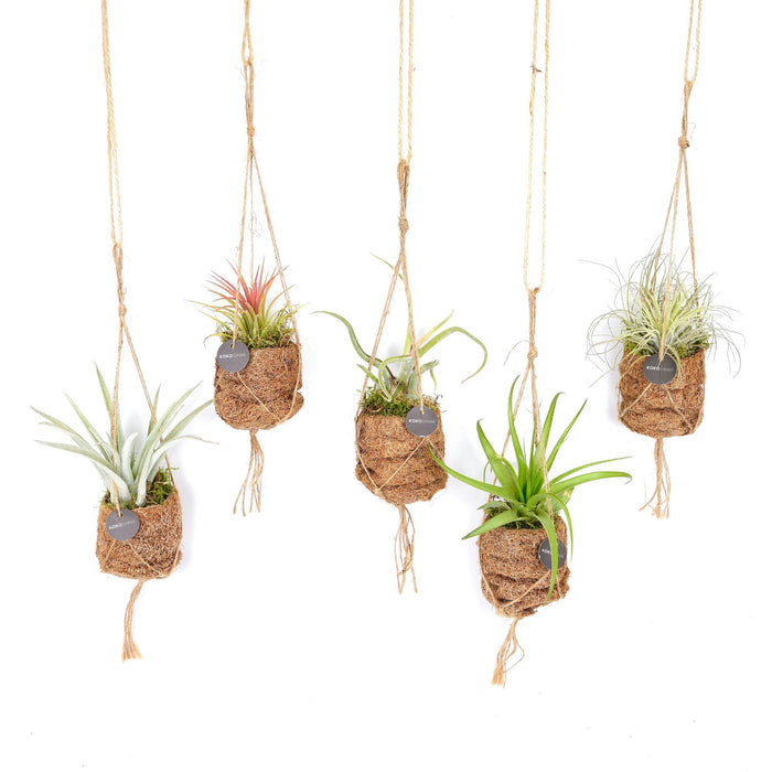 Tillandsia Mix - Kokedama Birdnest - 8 pieces - Ø7cm - ↕5cm
