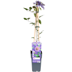 Load image into Gallery viewer, Clematis Multi Blue - Ø15cm - ↕65cm
