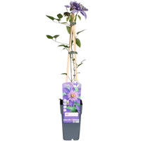 Clematis Multi Blue - Ø15cm - ↕65cm