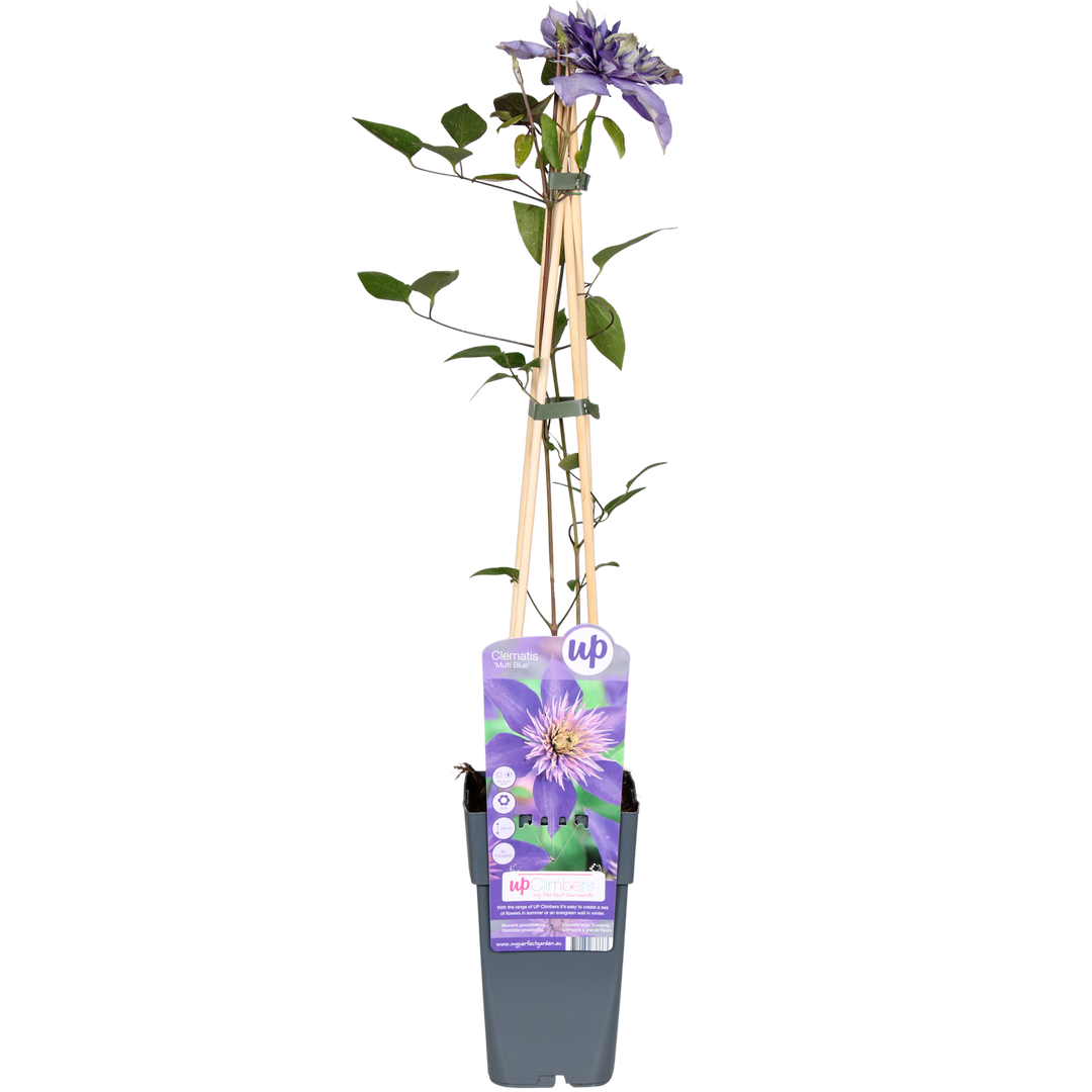 Clematis Multi Blue - Ø15cm - ↕65cm