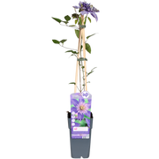 Clematis Multi Blue - Ø15cm - ↕65cm