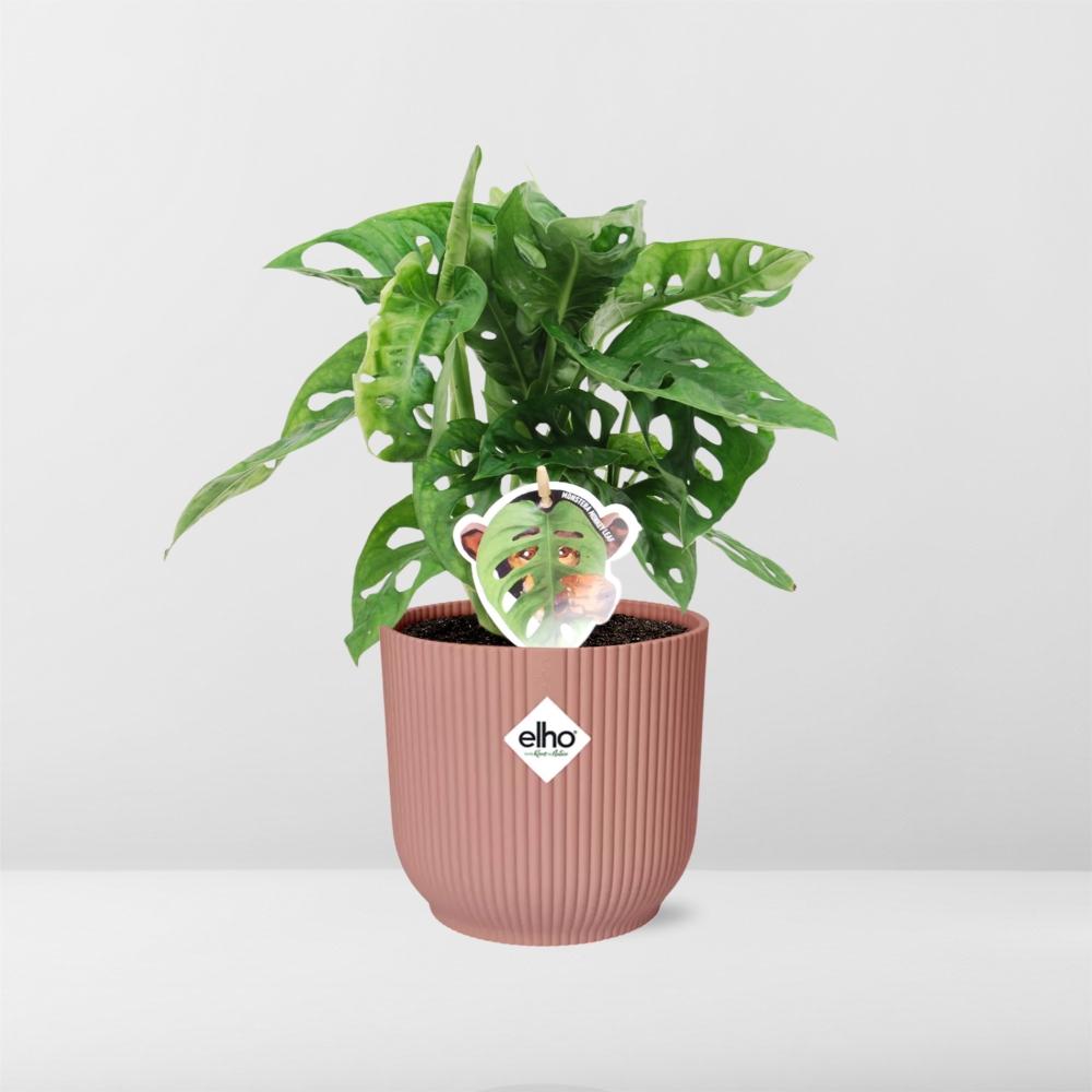 Monstera adansonii ‘Monkey Leaf’ in ELHO Vibes Fold Pot, Pink, Ø14cm ↕25cm