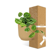 Scindapsus pictus ‘Argyraeus’ in ELHO Vibes Fold Pot, Yellow, Ø14cm - ↕45cm