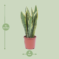 Sansevieria trifasciata 'Laurentii' (Mother-in-law’s Tongue) - Ø14cm - ↕40cm