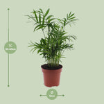 Carica l'immagine nel visualizzatore Galleria, Chamaedorea elegans (Palma della Fortuna) - Ø12cm - ↕40cm