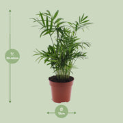 Chamaedorea elegans (Mexican Mountain Palm) - Ø12cm - ↕40cm