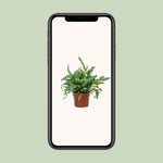 Load image into Gallery viewer, Phlebodium aureum 'Blue Star' - Ø12cm - ↕35cm