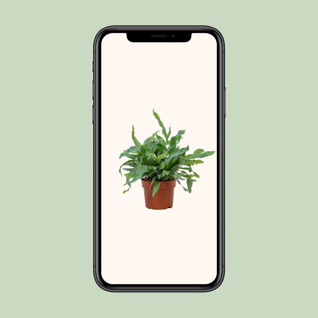 Phlebodium aureum 'Blue Star' - Ø12cm - ↕35cm