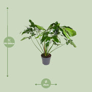 Philodendron goeldii 'Green Wonder' - Ø24cm - ↕100cm