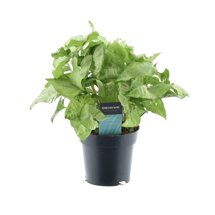 Syngonium podophyllum 'White Butterfly' - Ø14cm - ↕35cm