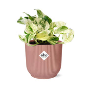 Epipremnum pinnatum 'Happy Leaf' in ELHO Vibes Fold, Pink, Ø14cm ↕15cm