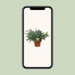 Carica l'immagine nel visualizzatore Galleria, Phlebodium Blue Star - Ø26cm - ↕80cm