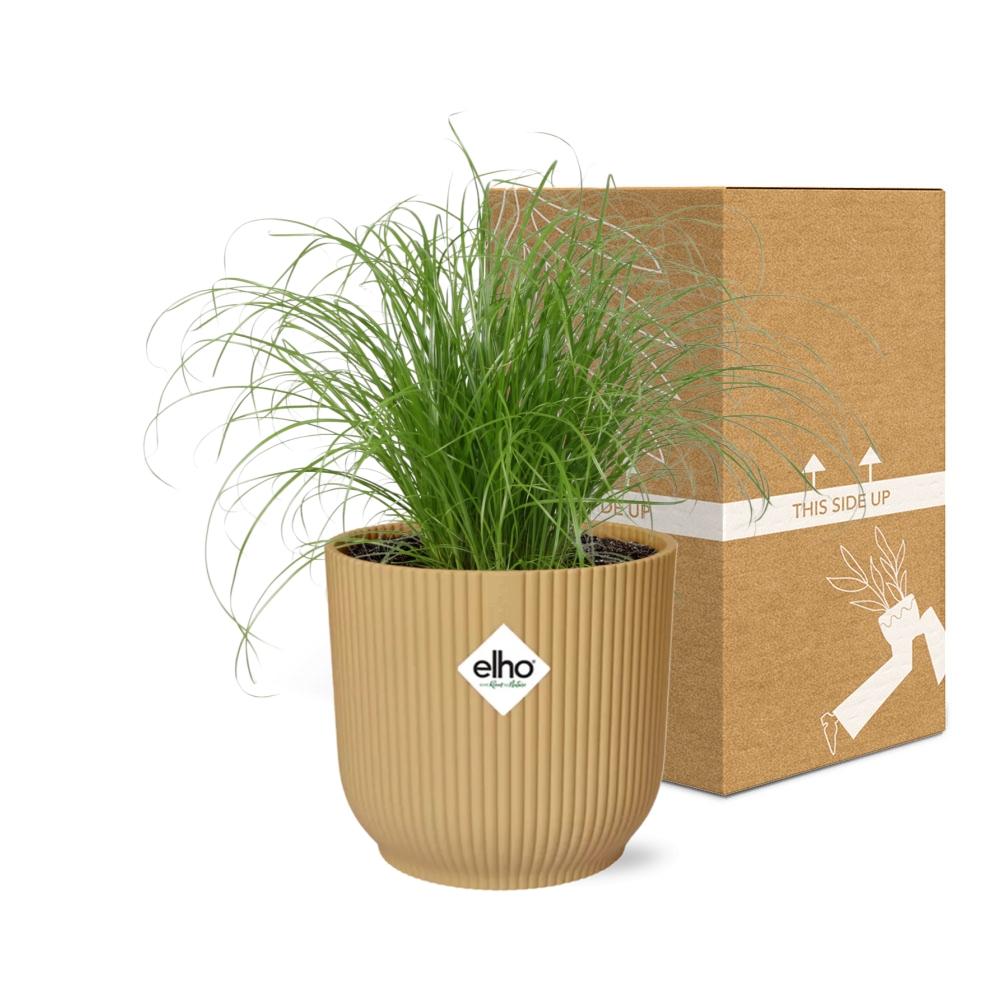 Cyperus alternifolius 'Zumula' in vaso ELHO Vibes Fold, Giallo, Ø14cm ↕25cm