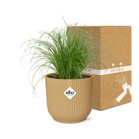 Cyperus alternifolius 'Zumula' in vaso ELHO Vibes Fold, Giallo, Ø14cm ↕25cm