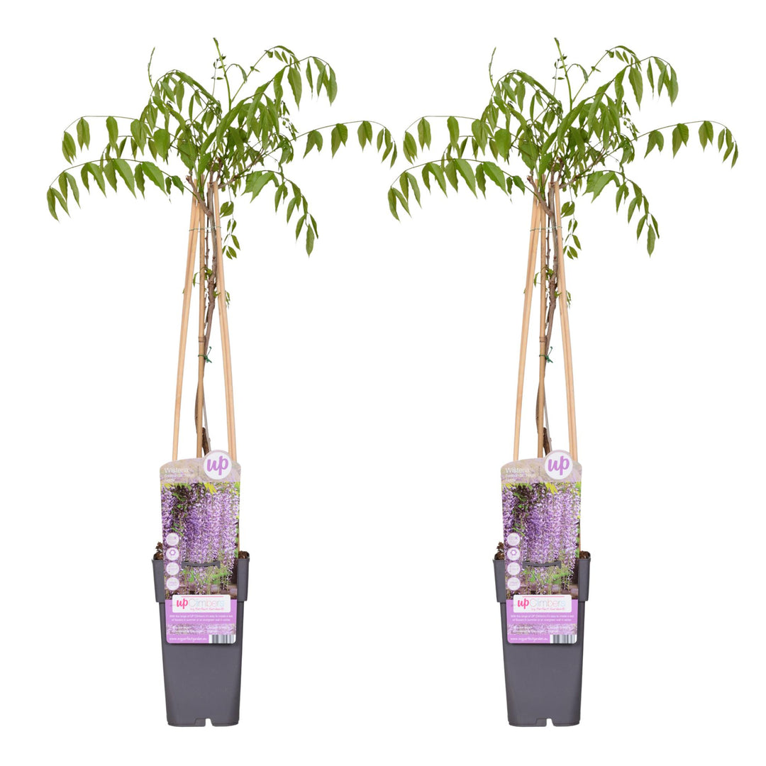 Wisteria floribunda 'Naga Noda' - 2 pieces - Ø15 - ↨65cm