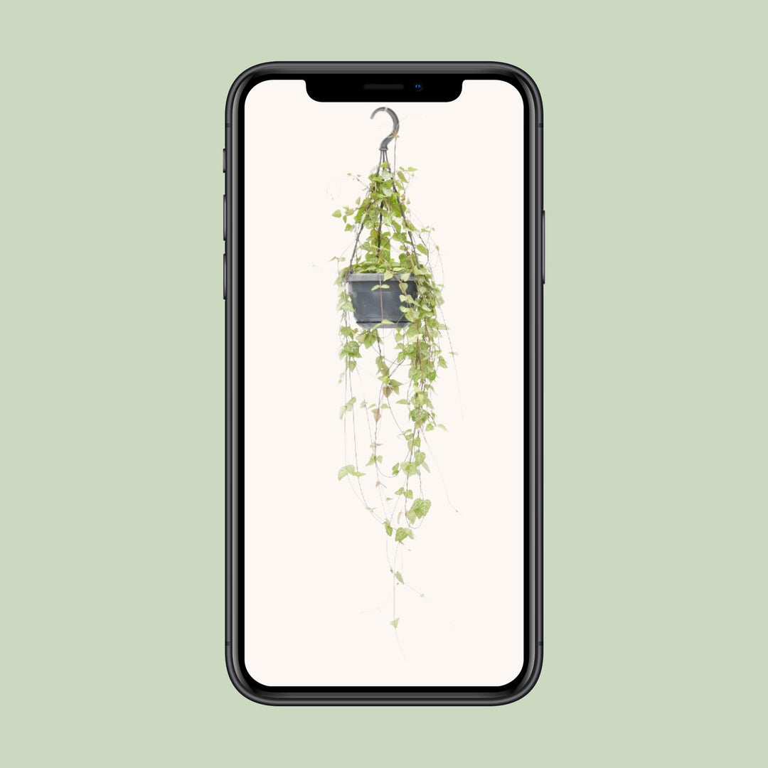 Ceropegia linearis 'Iris' - Ø14cm - ↕40cm