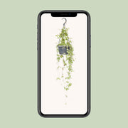 Ceropegia linearis 'Iris' - Ø14cm - ↕40cm