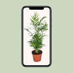Carica l'immagine nel visualizzatore Galleria, Chamaedorea elegans (Palma della Fortuna) - Ø17cm - ↕55cm