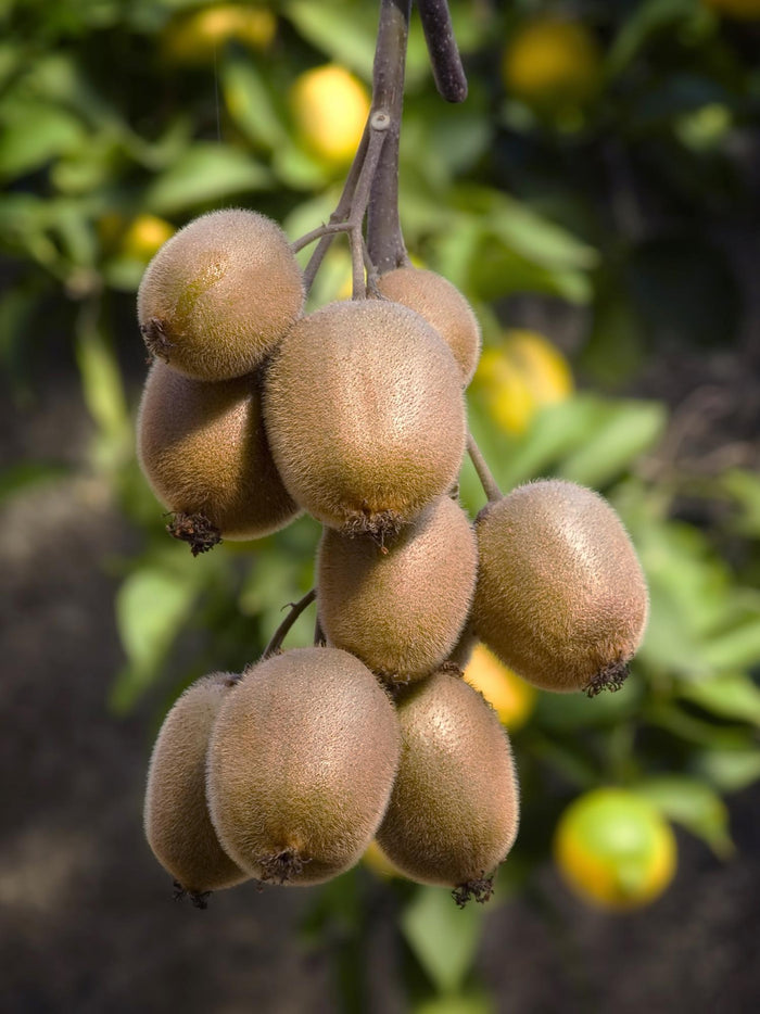 Actinidia delciosioa 'Jenny' (Kiwi) - Ø13cm - ↕45cm