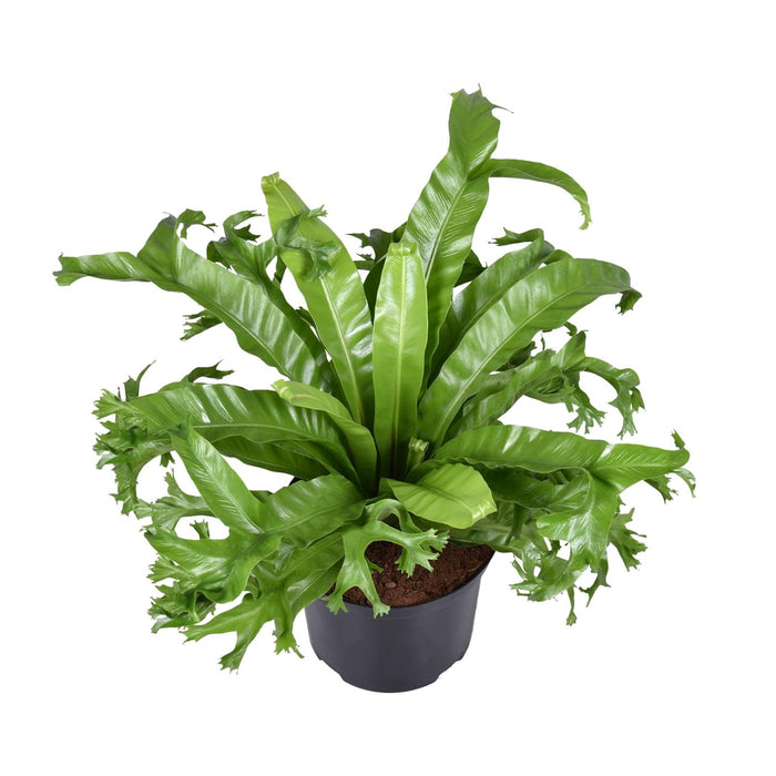 Asplenium nidus 'Crissie' - Ø23cm - ↕55cm