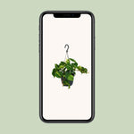 Load image into Gallery viewer, Philodendron scandens &#39;Brasil&#39; - Ø15cm - ↕35cm
