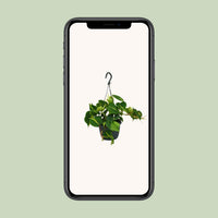 Philodendron scandens 'Brasil' - Ø15cm - ↕35cm
